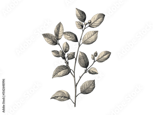 Hand-drawn vintage Tallow Tree leaves, antique flora sketch, retro black botanical engraving, old wood print plant artwork, trendy nature decor illustration, historical tree art,