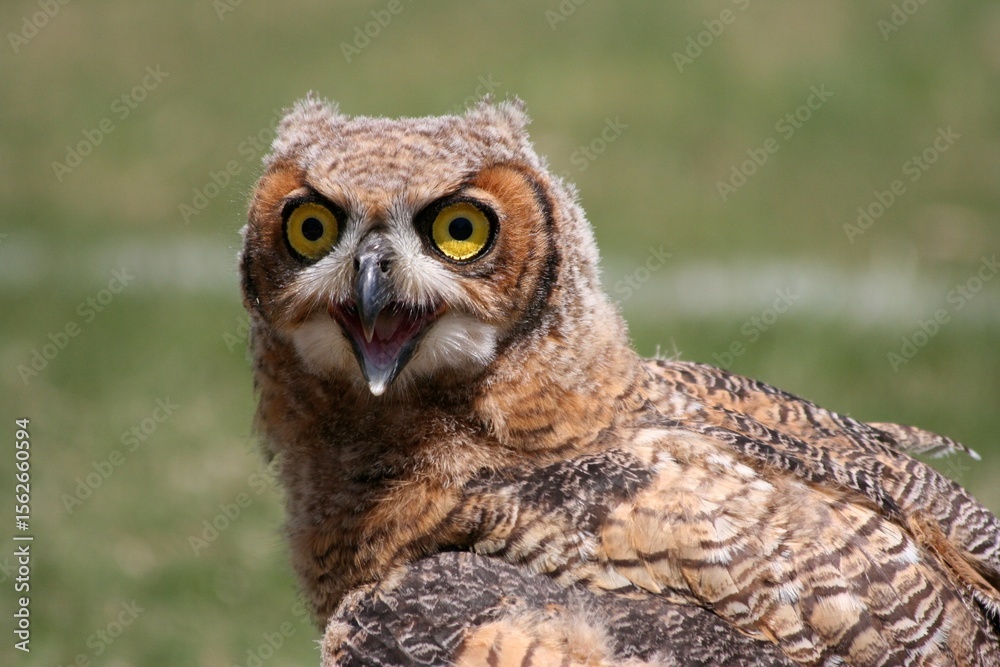 Obraz premium Owl
