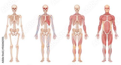 Detailed Anatomical Illustration of Human Skeleton and Muscular Systems