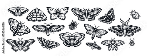 A wide collection of 18 hand-drawn, black and white illustrations showcasing various moth and butterfly species. Ideal for tattoo designs, educational materials, vintage prints, and nature-themed art.