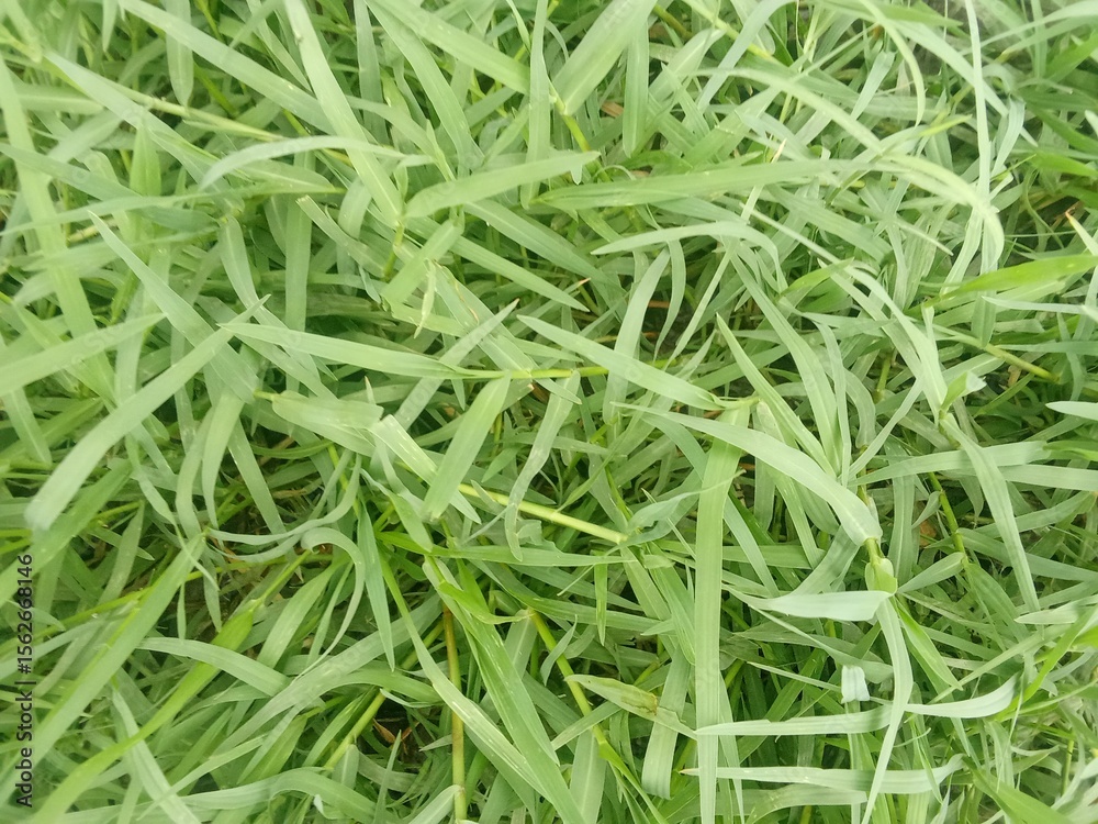 fresh green onion fresh green onion