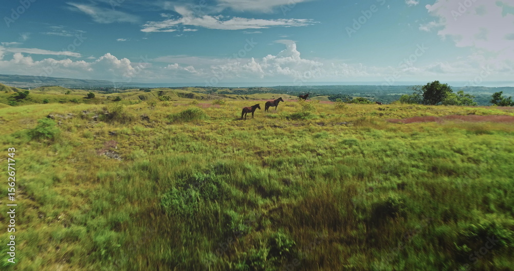 Obraz premium Aerial view of horses grazing peacefully on the lush green pastures of Sumba Island, Indonesia, with the vast expanse of the ocean visible in the distance under a cloudy sky