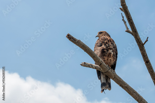 Snail Hawk Perched on a Branch photo