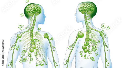 Human Anatomy Illustration of Brain and Nervous System with Green Elements Depicting Neural Connections