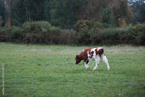 Hereford calf grazing in green pasture with a bird