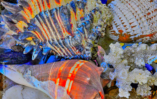 Background of colorful sea shells