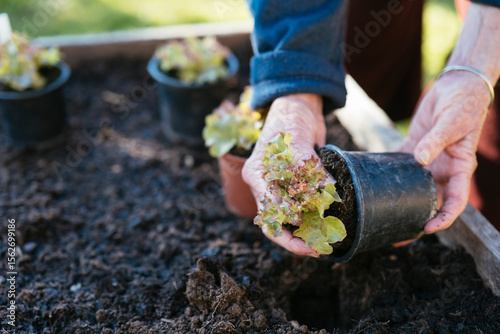 Planting Lollo Rosso