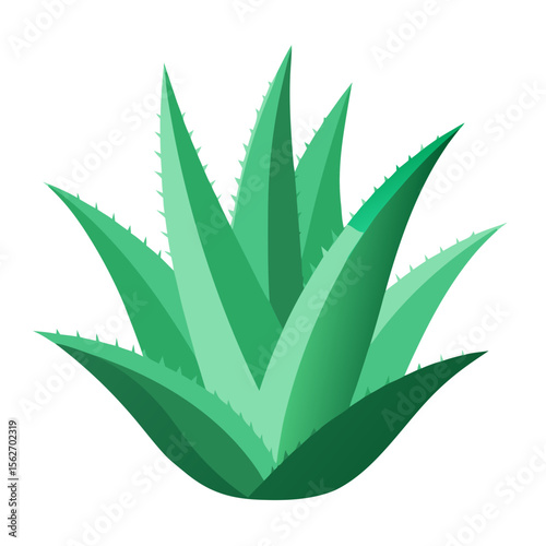A green aloe vera plant with thick, pointed leaves featuring serrated edges and various shades of green, arranged in a rosette pattern typical of succulent plants.
