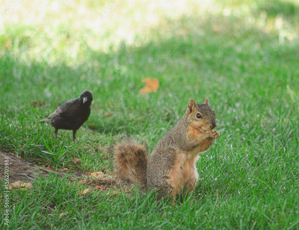 Obraz premium Squirrel Eating Nut in Green Grass