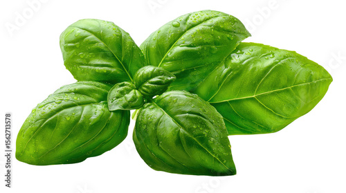 Fresh Basil Sprig: A vibrant sprig of basil, showcasing its lush green leaves and delicate texture, perfect for culinary or herbal illustrations.