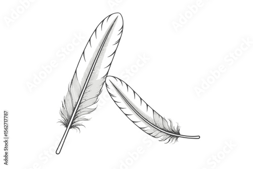 Two Feather Illustration-Detailed Quill Drawing-Black and White Feather Design-Elegant Feather Graphic-Minimalist Feather Art-Download Feather Image