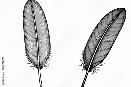 Two Elegant Feather Illustrations-Detailed Black and White Bird Plumage-Artistic Feather Designs for Creative Projects-Nature Inspired Graphics