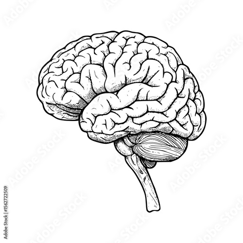 Detailed brain diagram drawing in black and white showcases human anatomy for medical resources and scientific learning applications.