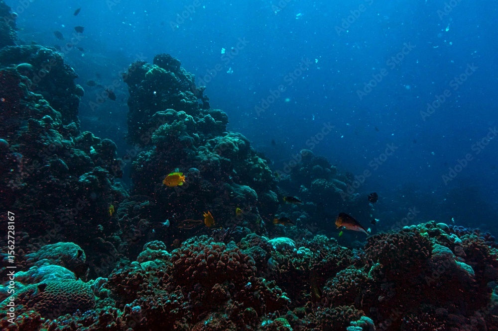 Fototapeta premium underwater scene of scuba diver and coral