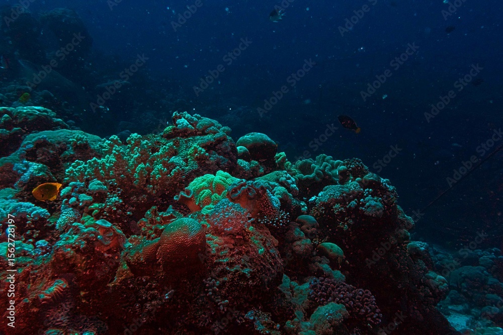 Fototapeta premium colorful coral reef in the red sea