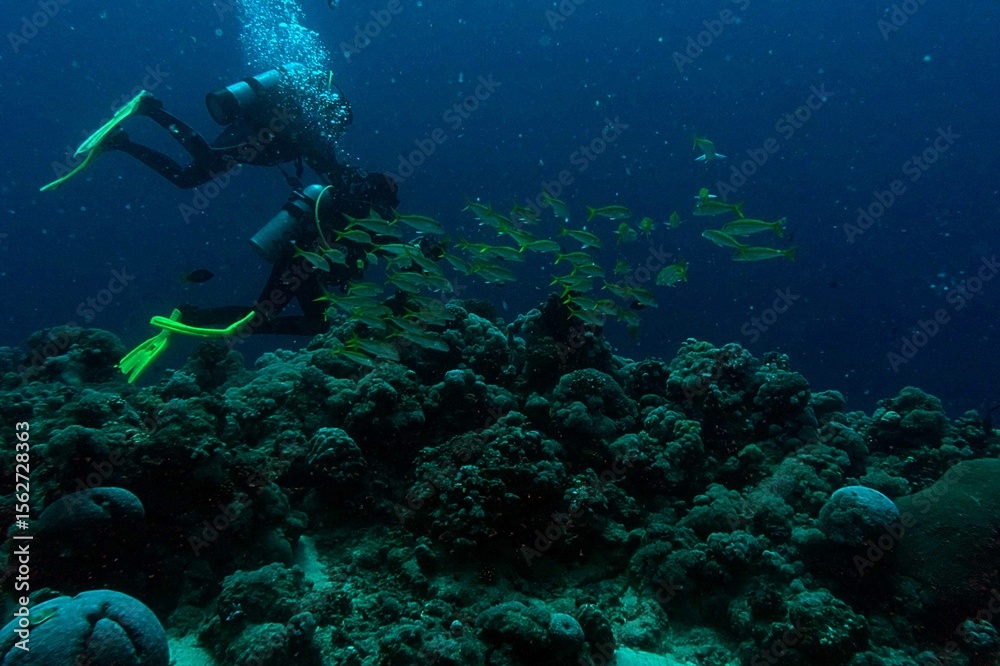 Fototapeta premium scuba diver and coral reef and a school of fish