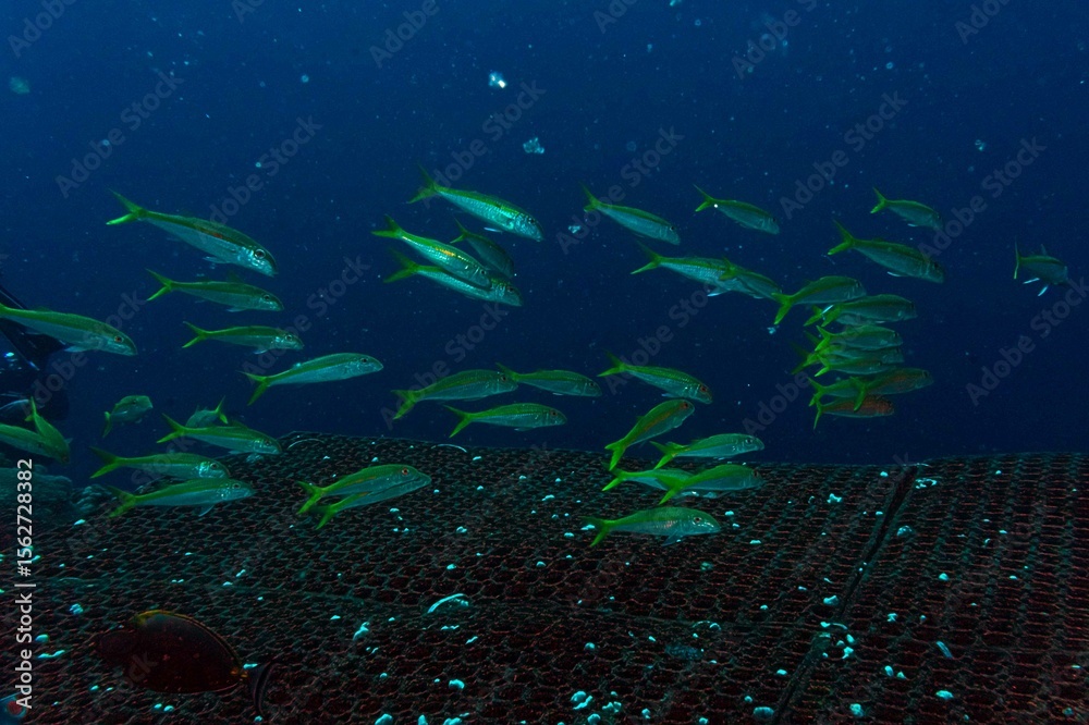 Fototapeta premium school of fish under water scene