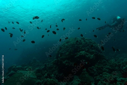 scuba diver and coral reef in sea