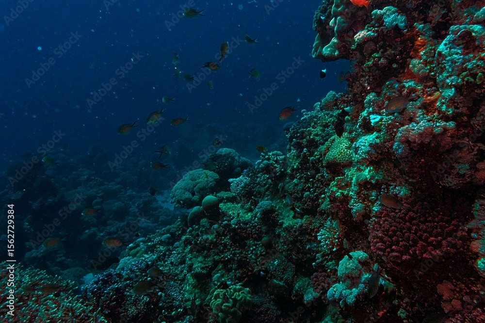 Fototapeta premium coral reef and diver