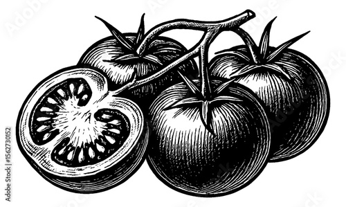 Engraved illustration of fresh tomatoes on the vine with one sliced in half