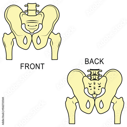 hips skeleton anatomy illustration