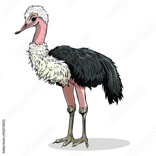 Detailed Illustration of a Majestic Ostrich in Profile View (1)