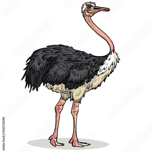 Detailed Illustration of a Majestic Ostrich in Profile View