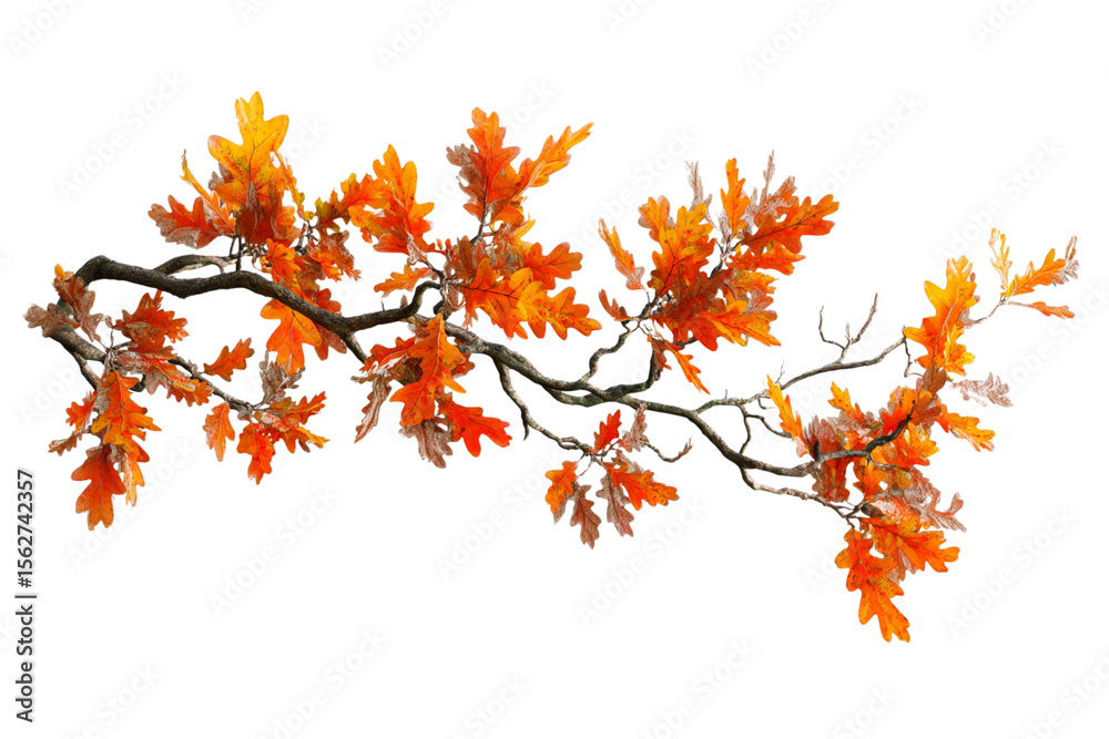 Autumn Oak Branch with Colorful Leaves Against Black Backdrop, Ideal for Seasonal Designs and Fall-Themed Projects isolated on transparent background Autumn Oak Branch with Colorful Leaves Against Black Backdrop, Ideal for Seasonal Designs and Fall-Themed Projects isolated on transparent background