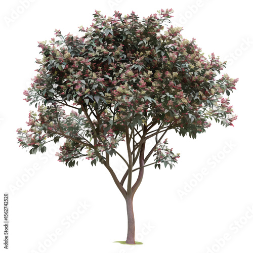 Deciduous Tree with Pink and White Blossoms and Dark Green Leaves