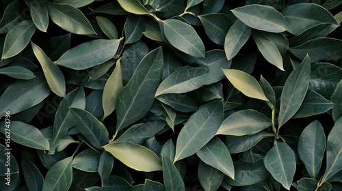 A dense collection of green and yellow leaves, forming a lush, vibrant green background.