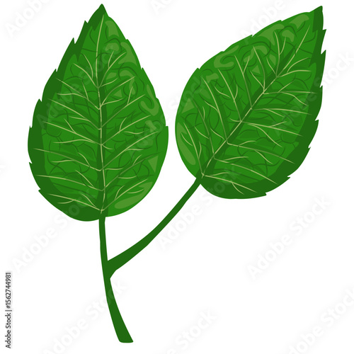 Mint leaf illustration,hand drawn green leaves,aromatic herbal medicinal plant