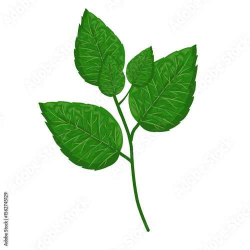 Mint leaf illustration,hand drawn green leaves,aromatic herbal medicinal plant