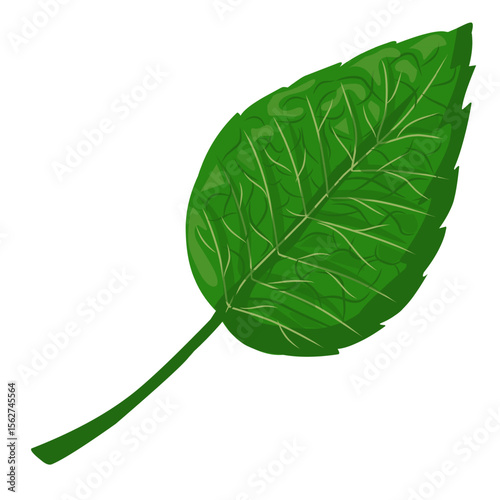 Mint leaf illustration,hand drawn green leaves,aromatic herbal medicinal plant