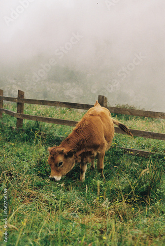Brown cow grazing on green grass in misty rural pasture