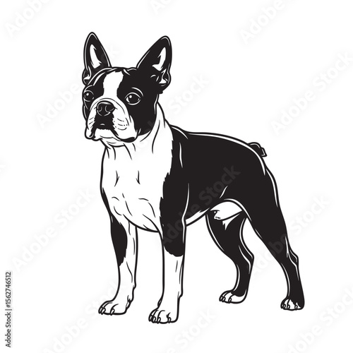 Vector illustration of a Boston Terrier dog standing proudly. Pet.