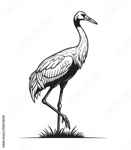 Vector illustration of an Eastern Sarus Crane standing gracefully on one leg.
