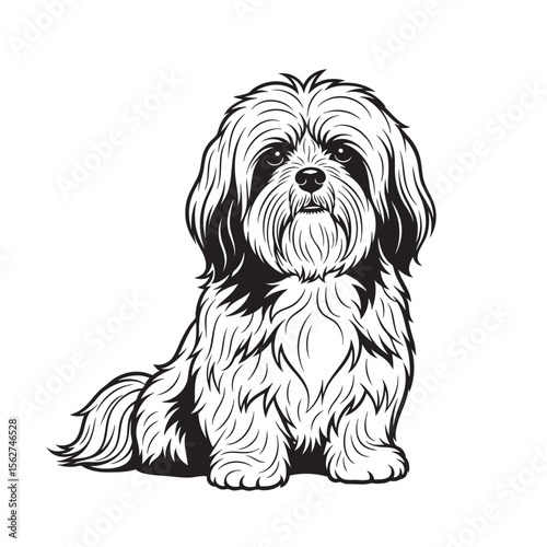 Vector illustration of a fluffy Lhasa Apso dog sitting, showcasing its long coat. Pet.