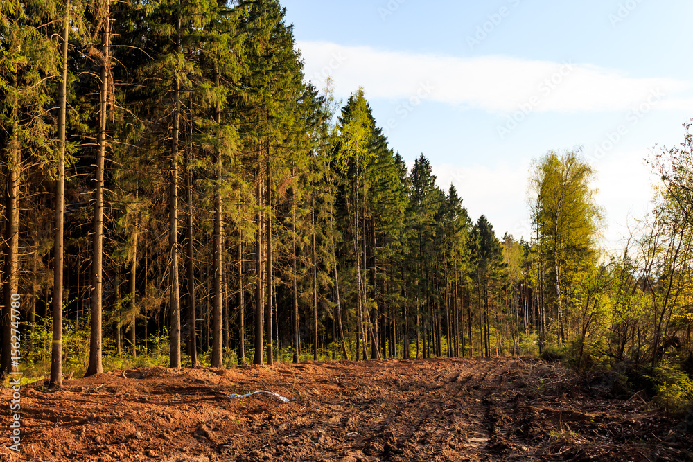 Obraz premium Cleared area in the forest for laying an underground gas pipeline