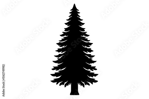 Cypress tree vector silhouette illustration isolated on white background