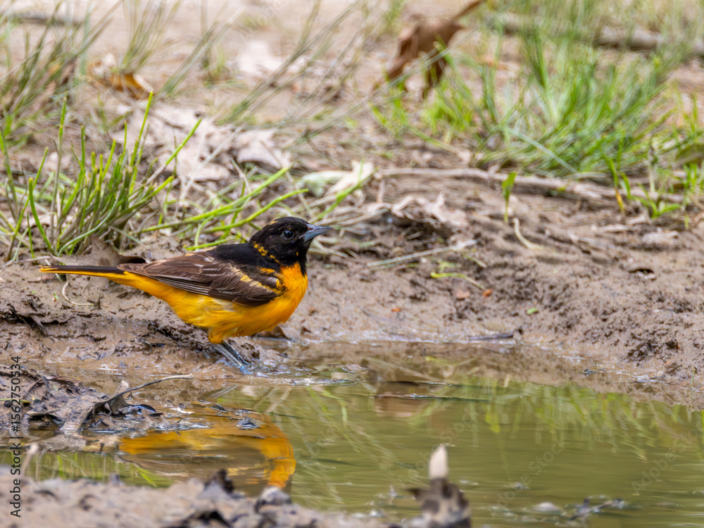 Obraz premium Oriole Searching for Food Near a Puddle at Rondeau Provincial Park