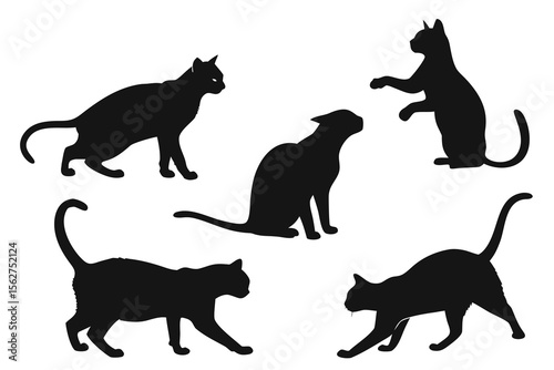 Photography black silhouettes of cats