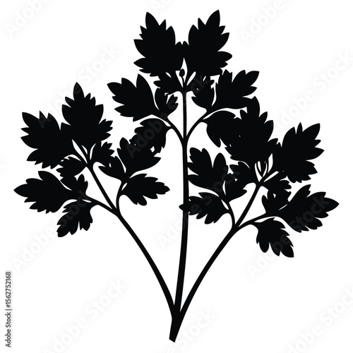 Black and white silhouette of parsley herb isolated on white background for culinary purposes