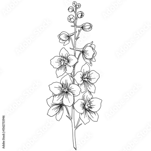 Hand drawn Delphinium flower branch in simple sketch style on white background. Botanical plant nature concept. Vector illustration for print, textile, pattern, card