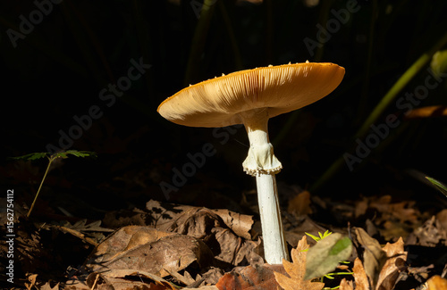 The wide spread head of a poisonous mushroom growing in the wild