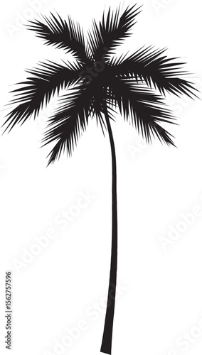 palm tree silhouette
