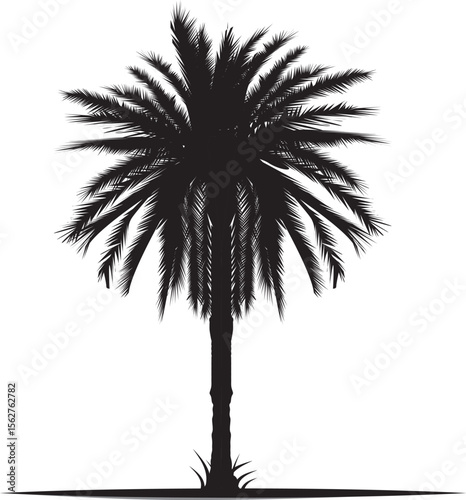 palm tree silhouette