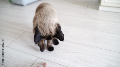 Siamese cat approaching hand for playful interaction in modern home setting.