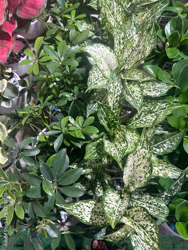 Verdant Symmetry, Leaves of Contrast, Jungle Tapestry