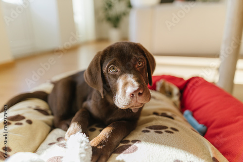 Puppy Dog Chocolate Labrador Retriever laying down in its bed at home
