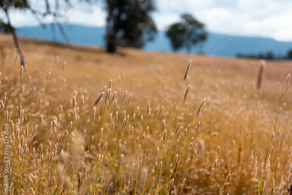 Obraz premium long native grasses on a regenerative agricultural farm. pasture in a grassland in the bush in australia in spring in australia